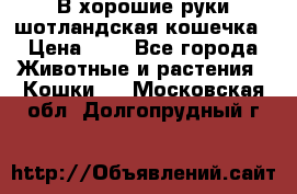 В хорошие руки шотландская кошечка › Цена ­ 7 - Все города Животные и растения » Кошки   . Московская обл.,Долгопрудный г.